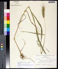 Elymus glabriflorus image