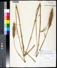 Elymus glabriflorus image