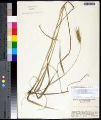 Elymus glabriflorus image