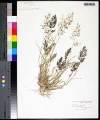 Eragrostis barrelieri image