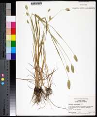 Phalaris caroliniana image