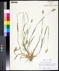 Phalaris caroliniana image