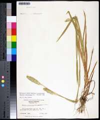 Phalaris caroliniana image