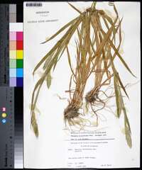 Phalaris caroliniana image