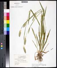 Phalaris caroliniana image