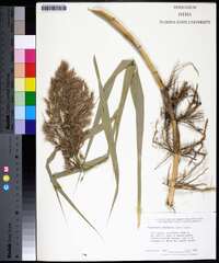 Phragmites australis image