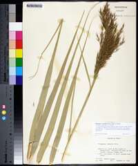 Phragmites australis image