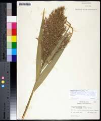 Phragmites australis image