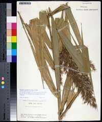 Phragmites australis image