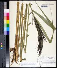 Phragmites australis image