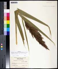 Phragmites australis image