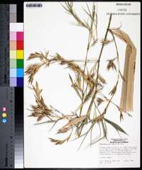 Phyllostachys meyeri image