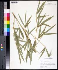 Phyllostachys aurea image