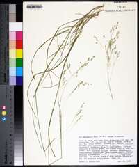 Poa autumnalis image