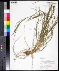 Poa autumnalis image