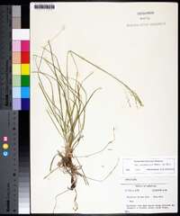 Poa autumnalis image