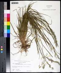 Poa autumnalis image