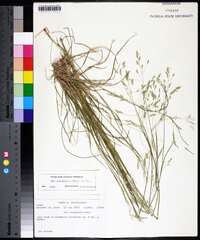 Poa autumnalis image