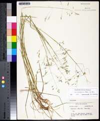 Poa autumnalis image