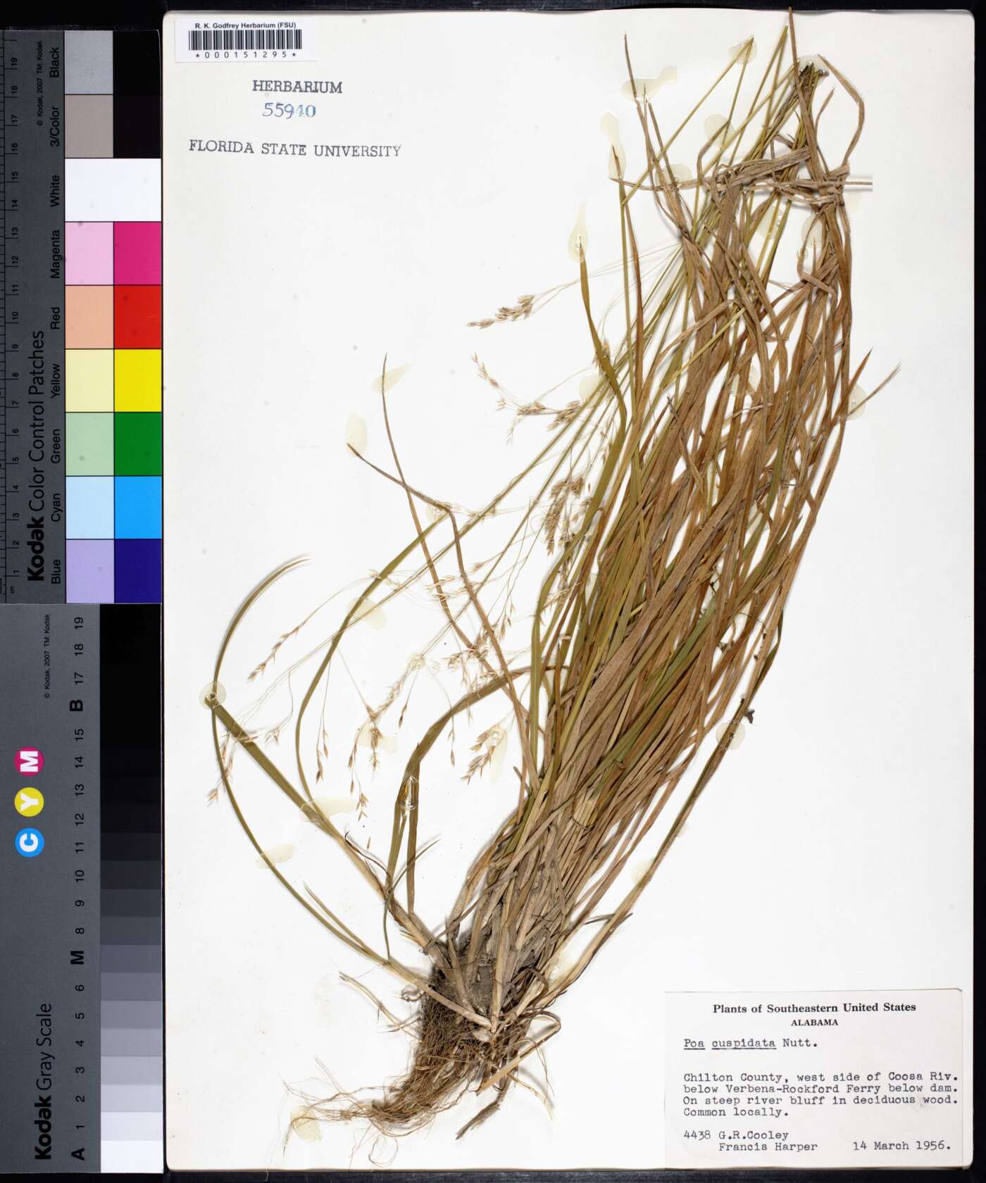 Poa cuspidata image