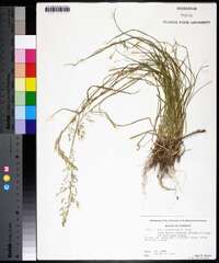 Poa sylvestris image