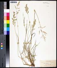 Poa trivialis image