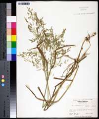 Poa trivialis image