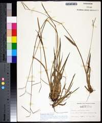 Paspalum laeve var. laeve image