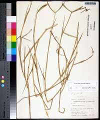 Paspalum distichum image