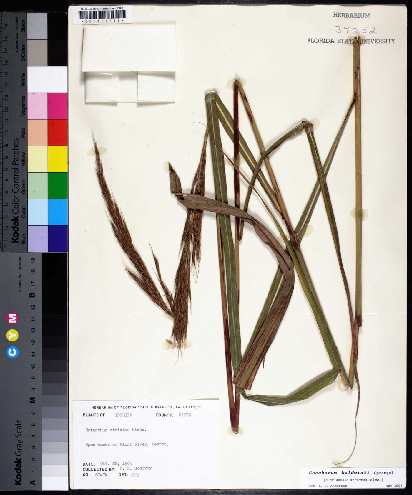 Saccharum baldwinii image