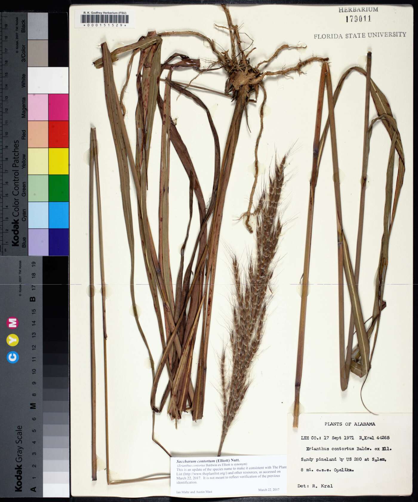 Saccharum contortum image