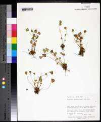 Marsilea vestita image