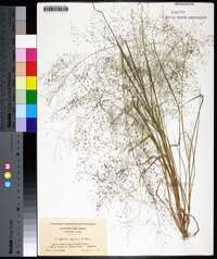 Eragrostis capillaris image