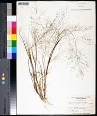 Eragrostis capillaris image