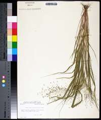 Eragrostis capillaris image