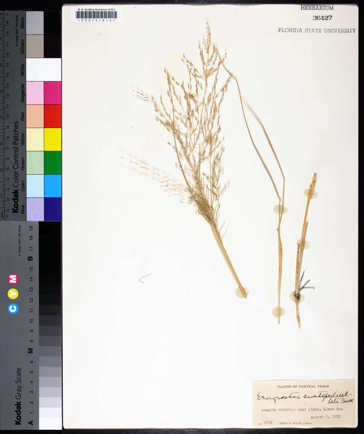 Eragrostis curtipedicellata image