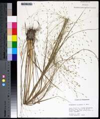 Eragrostis elliottii image