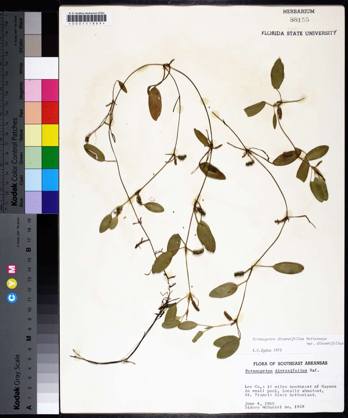 Potamogeton diversifolius var. diversifolius image