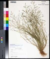 Eragrostis frankii image