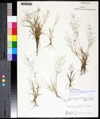 Eragrostis frankii image