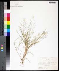 Eragrostis frankii image