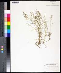 Eragrostis hypnoides image