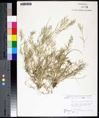 Eragrostis hypnoides image