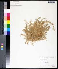 Eragrostis hypnoides image