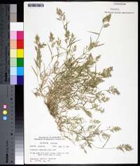 Eragrostis hypnoides image