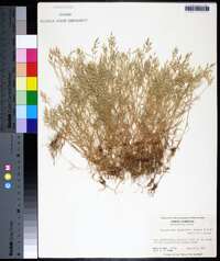 Eragrostis hypnoides image