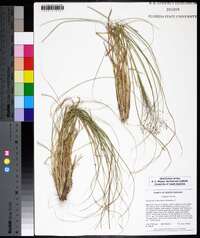 Eragrostis intermedia image