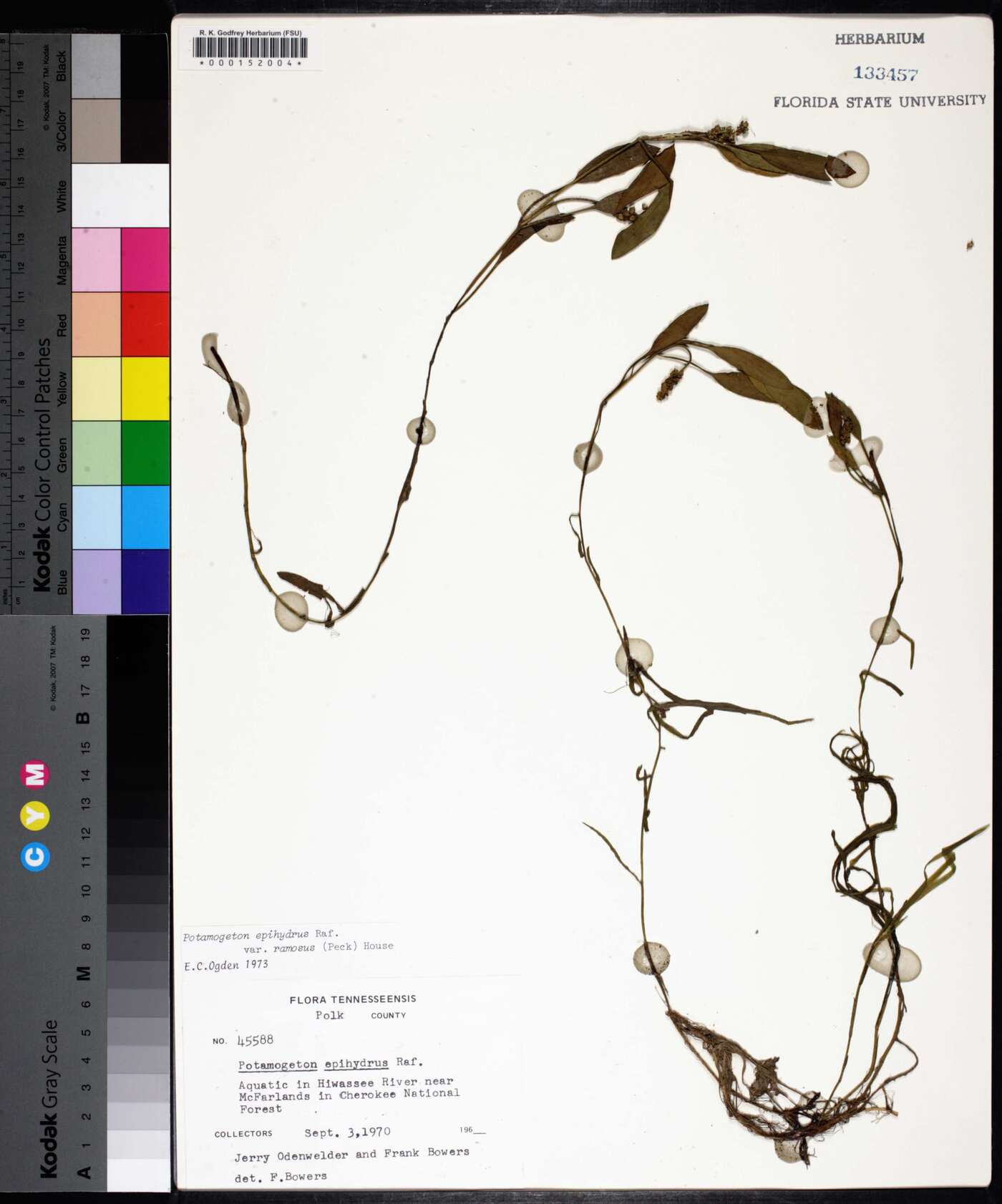 Potamogeton epihydrus var. ramosus image