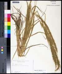 Eragrostis japonica image