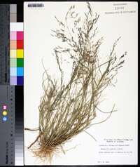 Eragrostis pilosa image